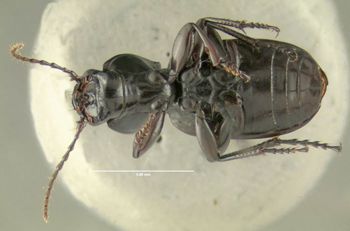 Media type: image;   Entomology 600480 Aspect: habitus ventral view